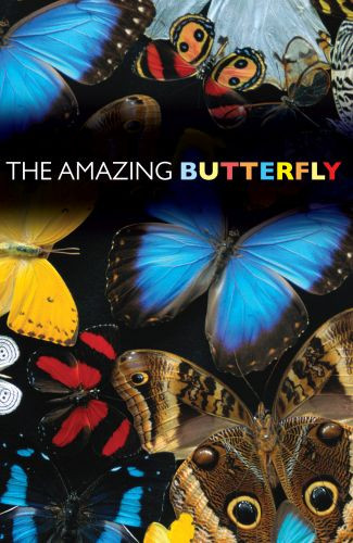 Amazing Butterfly (NIV 25-pack) - Pamphlet