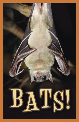 Bats!  - Pamphlet
